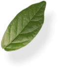 leaf img